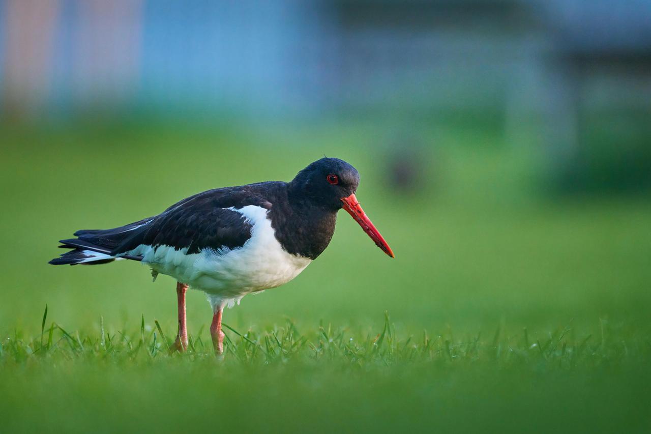 Poyrazkuşu » Eurasian Oystercatcher » Haematopus ostralegus.jpg