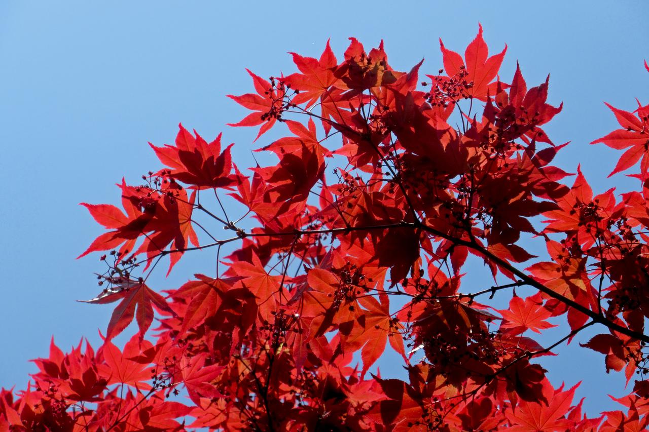 acer.jpg