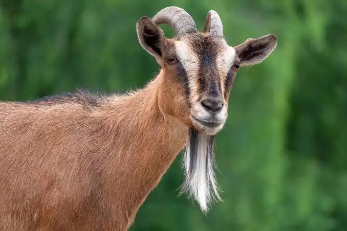 geci