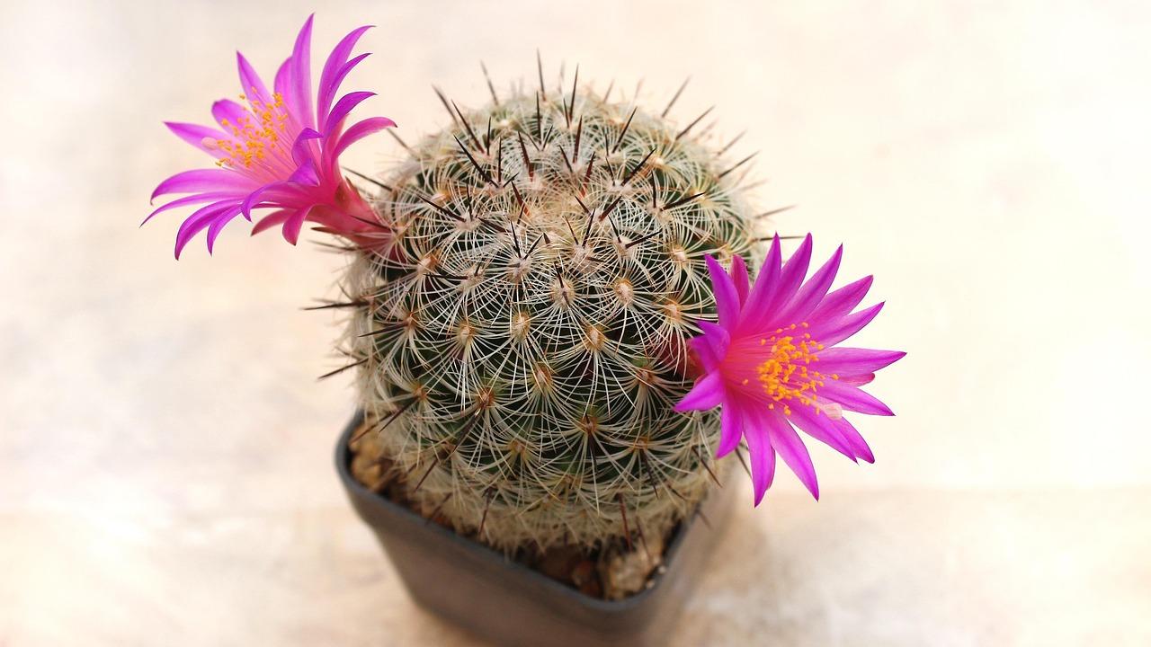 cactus-1397679_1280.jpg