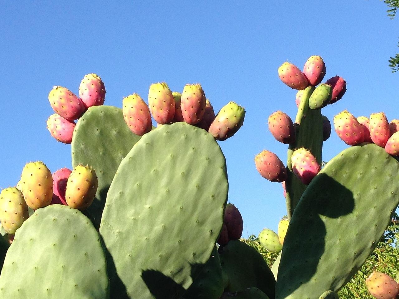 prickly-pear-555530_1280.jpg
