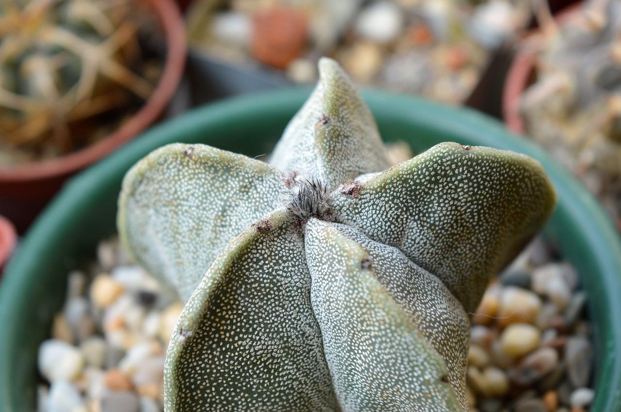 astrophytum-myriostigma-1372774_1280.jpg