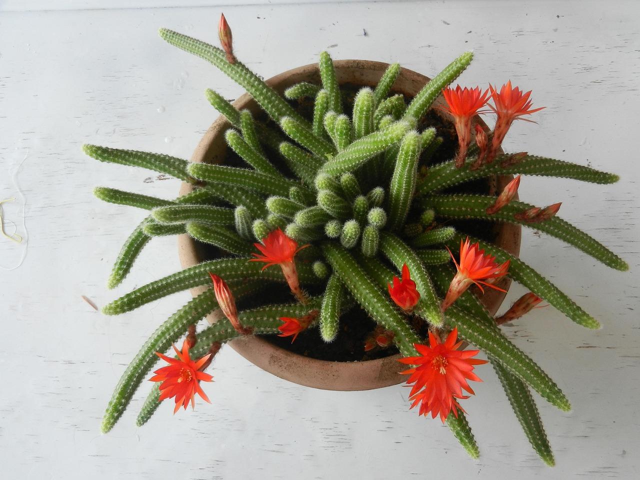 cactus-5148704_1280.jpg