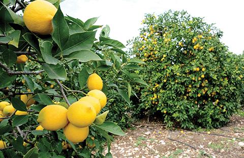 Erdemli Lemon