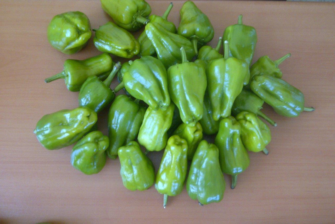Cemele Pepper