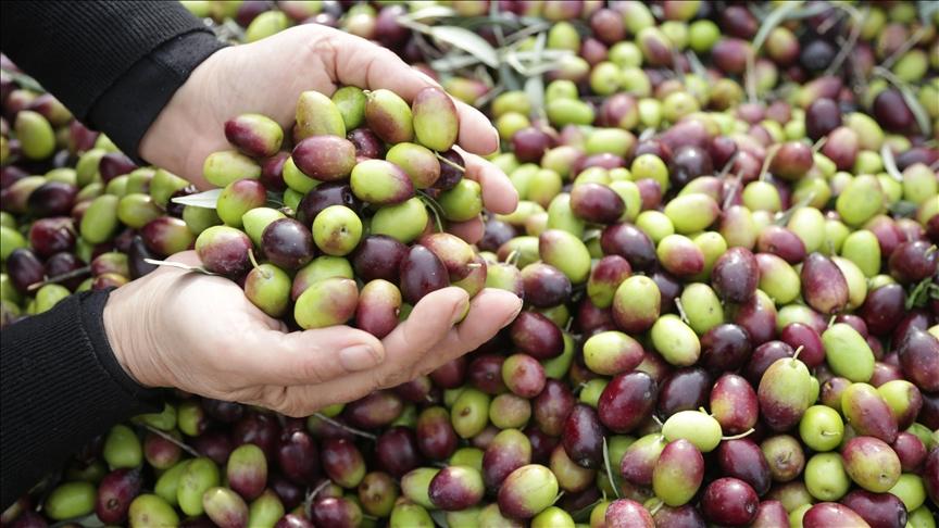 Milas Olive and Olive Oil
