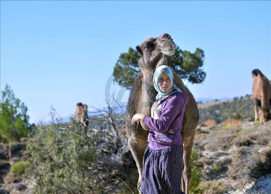 Sarıkeçili Yörüğü Fatma Dilekmen Develeriyle İlgilenirken