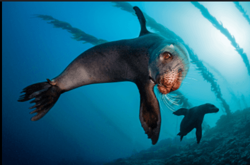Northern Sea Lion (Eumetopias jubatus)