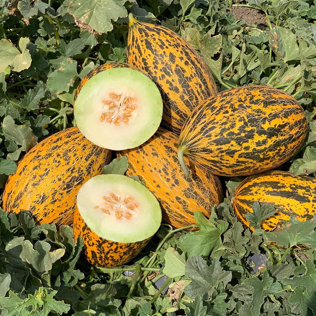 Melon