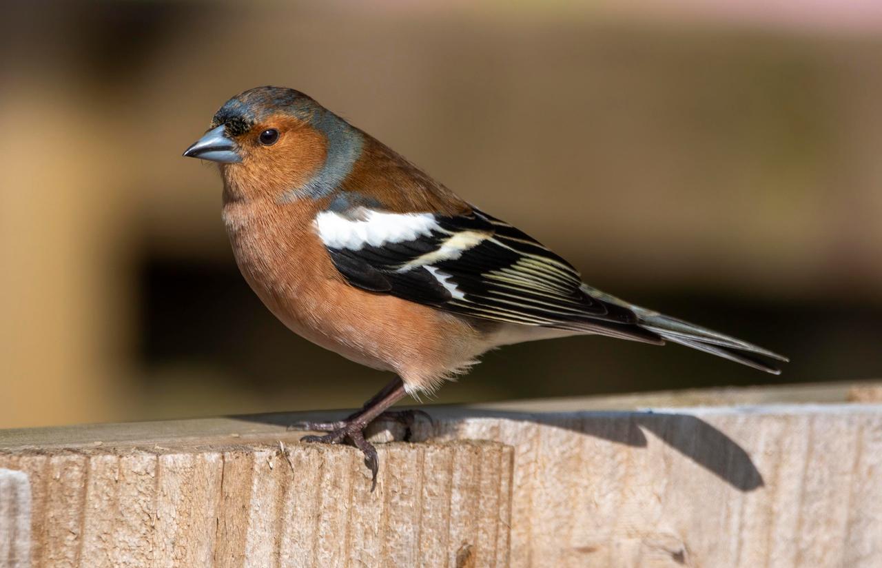 Eurasian Chaffinch