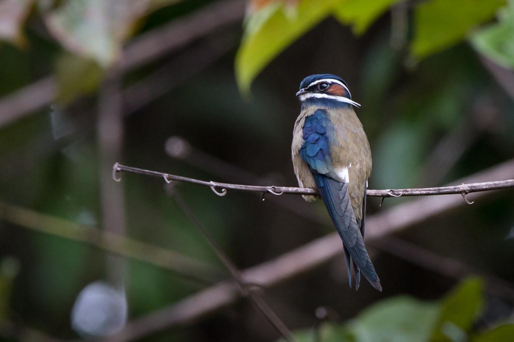 Kiçik Ağac Uzunqanad