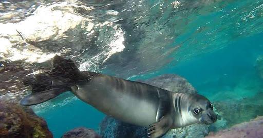 Mediterranean Monk Seal