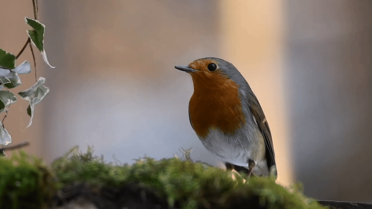 European Robin
