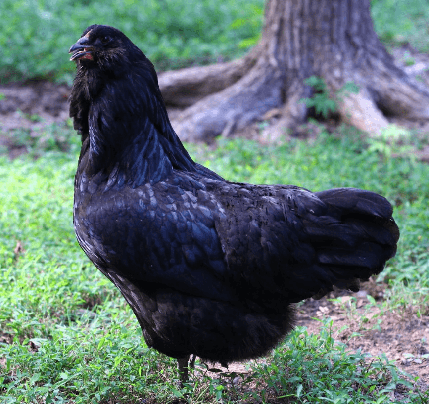 Ameraucana Tavuğu
