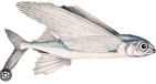 Epipelagic Zone