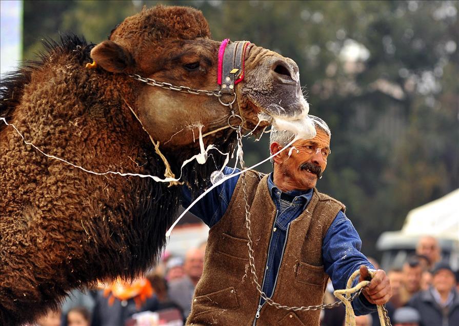 Camel Wrestling in Turkish Culture