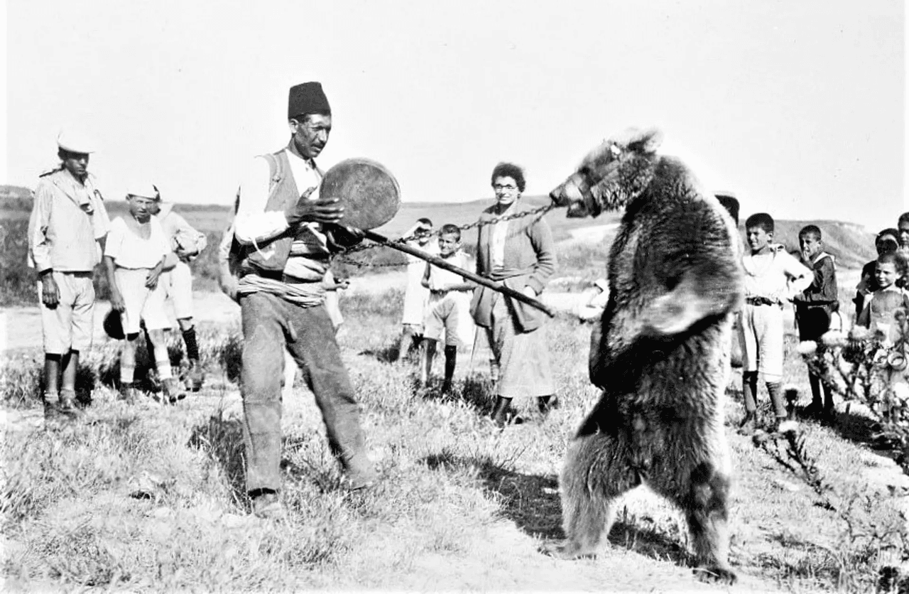 Ayı Oynatıcılığı