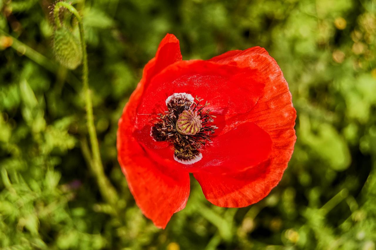 Poppy (Papaver rhoeas)