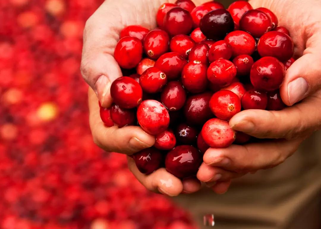 Turna Yemişi (Cranberry)