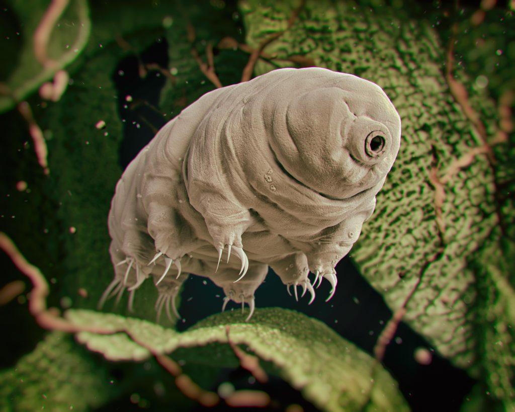 Su Ayısı (Tardigrada)