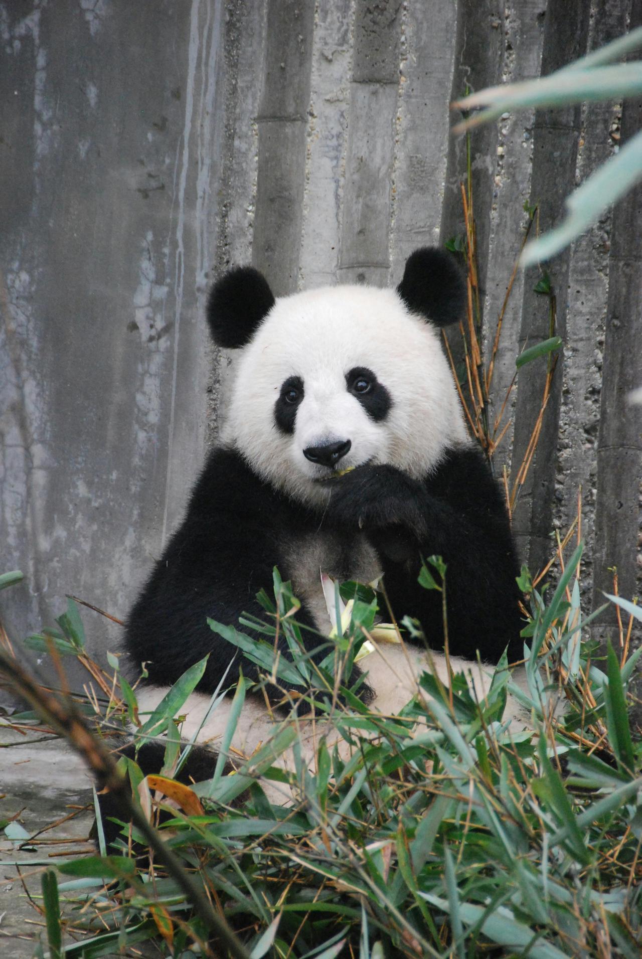 Giant Panda (Ailuropoda melanoleuca)
