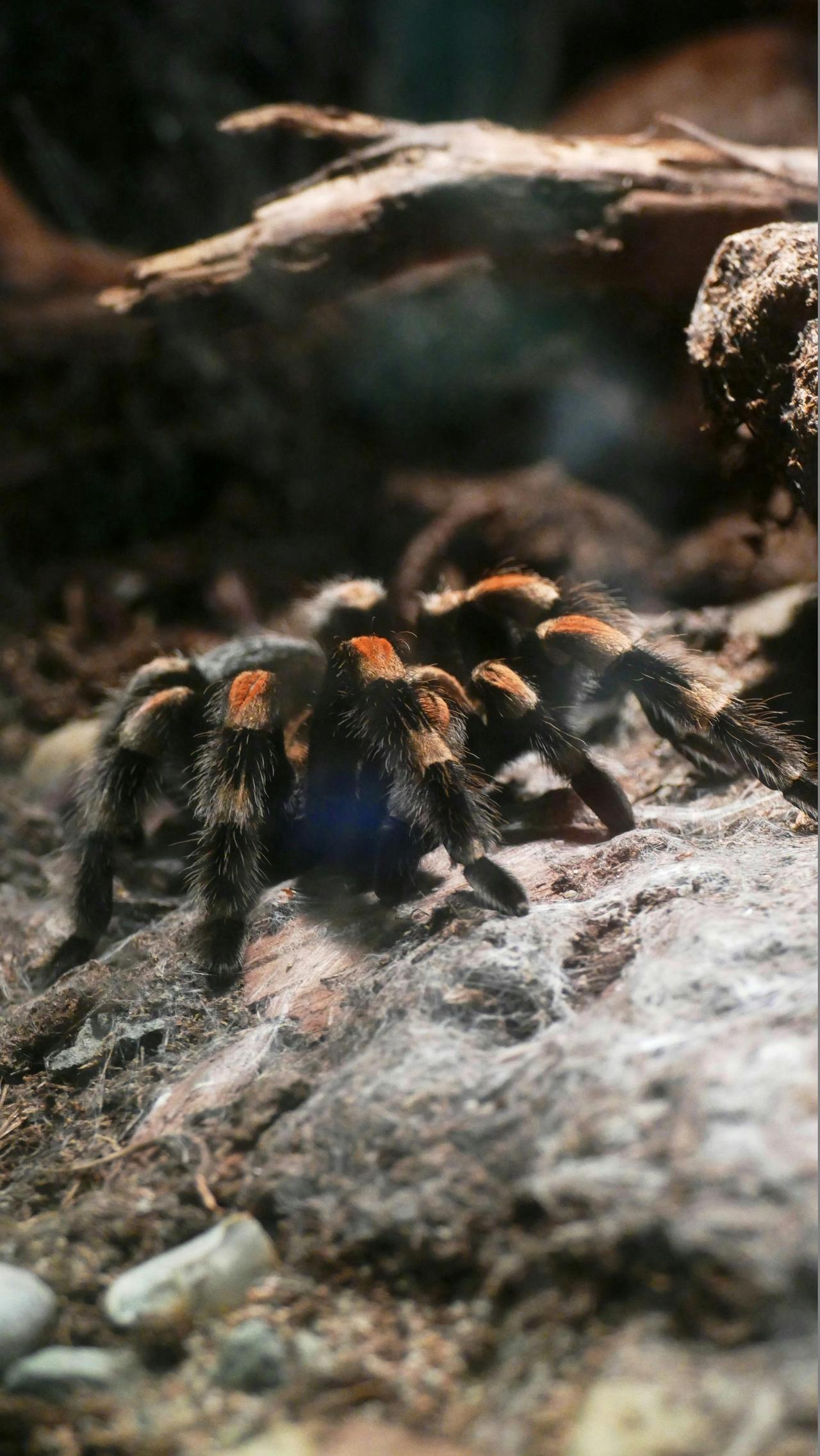 Meksika Kırmızı Dizli Tarantula (Brachypelma Smithi)