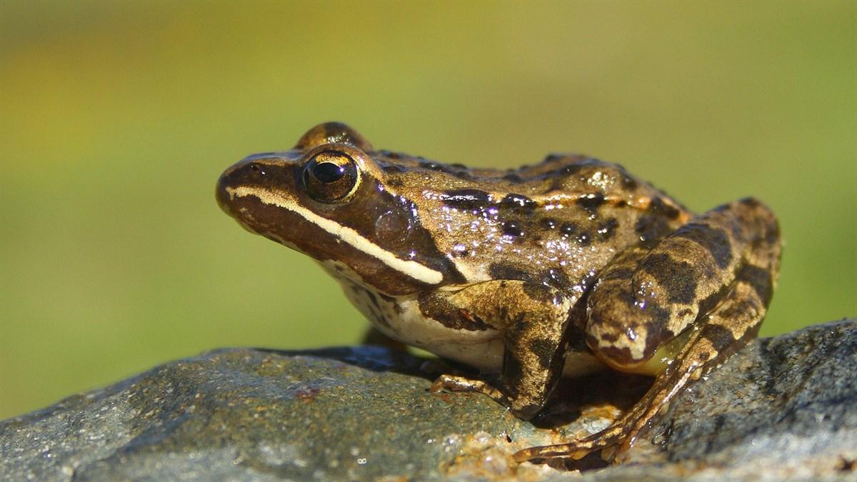 Taurus Frog (Rana holtzi)
