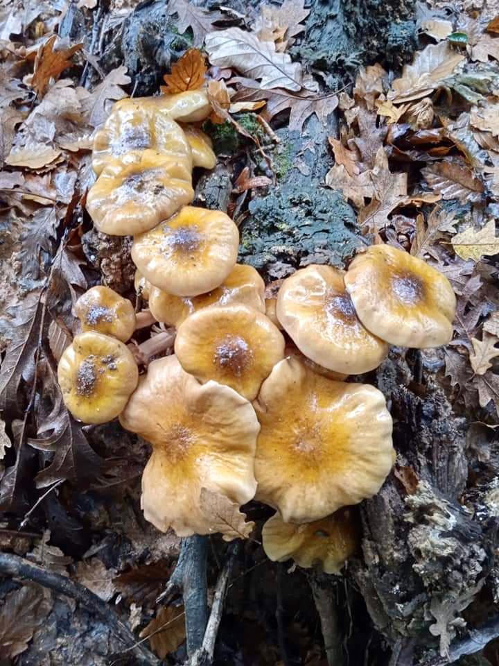 Mushroom Bal
