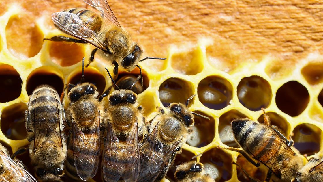 Queen Bee (Mother Bee)