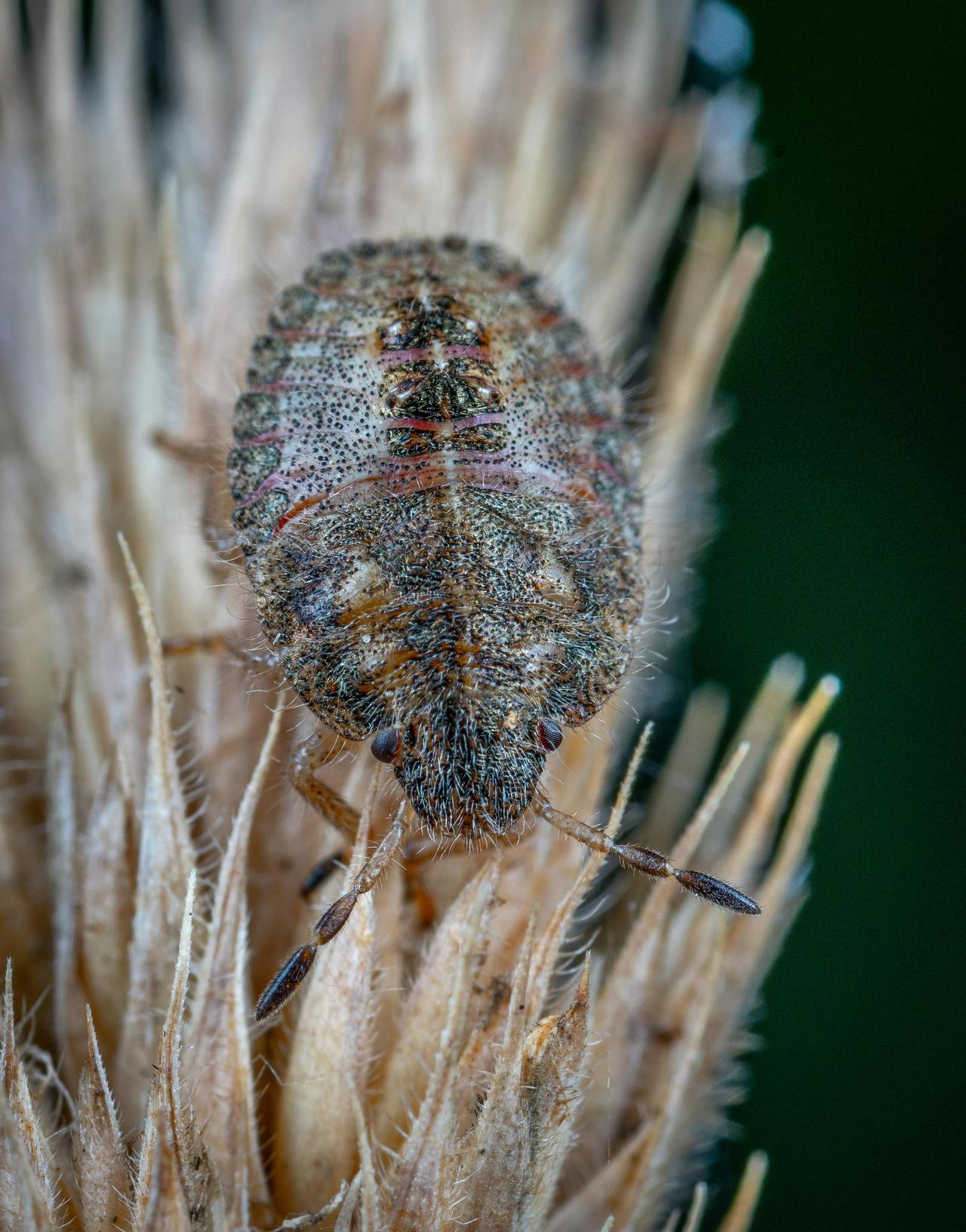 Tahtakurusu (Cimicidae)