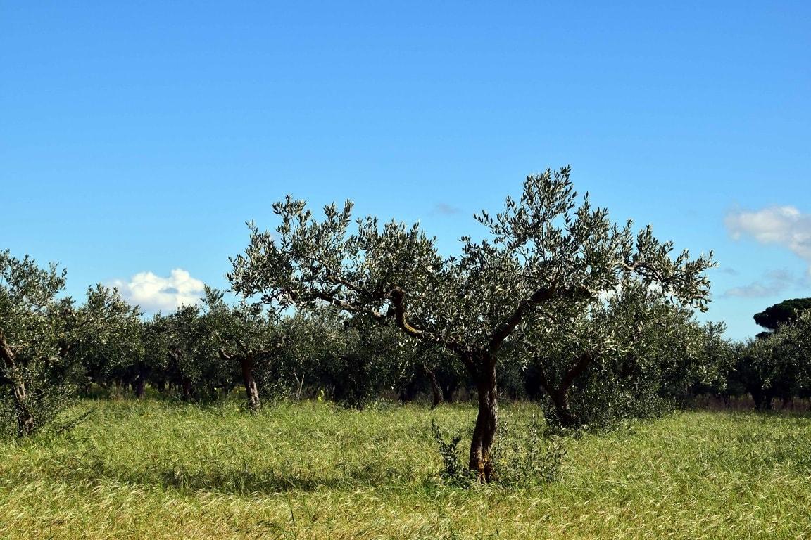 Olive Tree