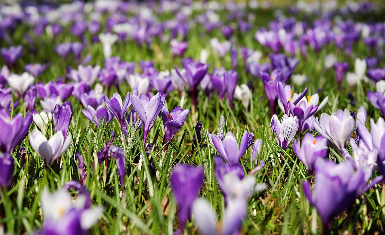 Nowruz Festival