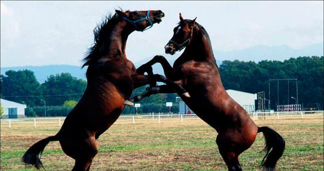 Gemlik Horse