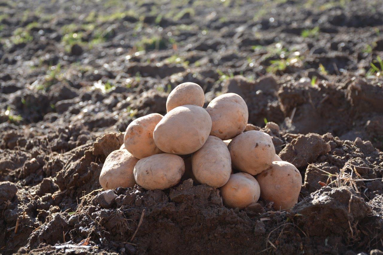 Şuhut Potato