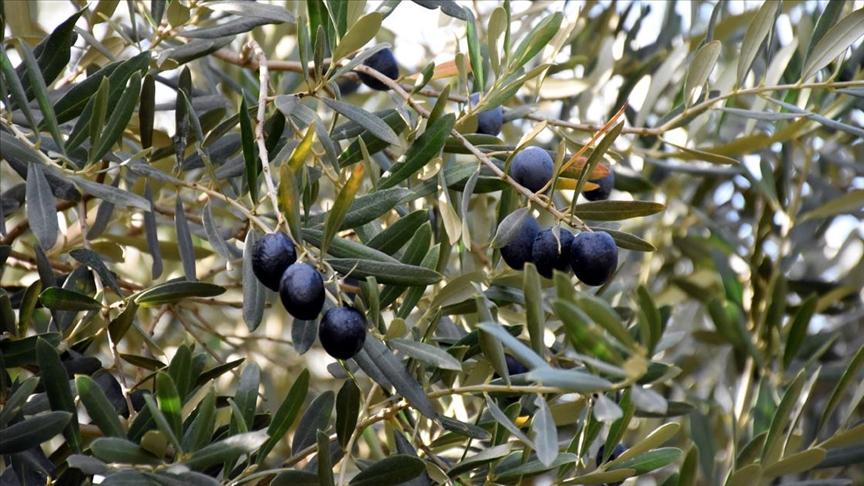 Gemlik Olive