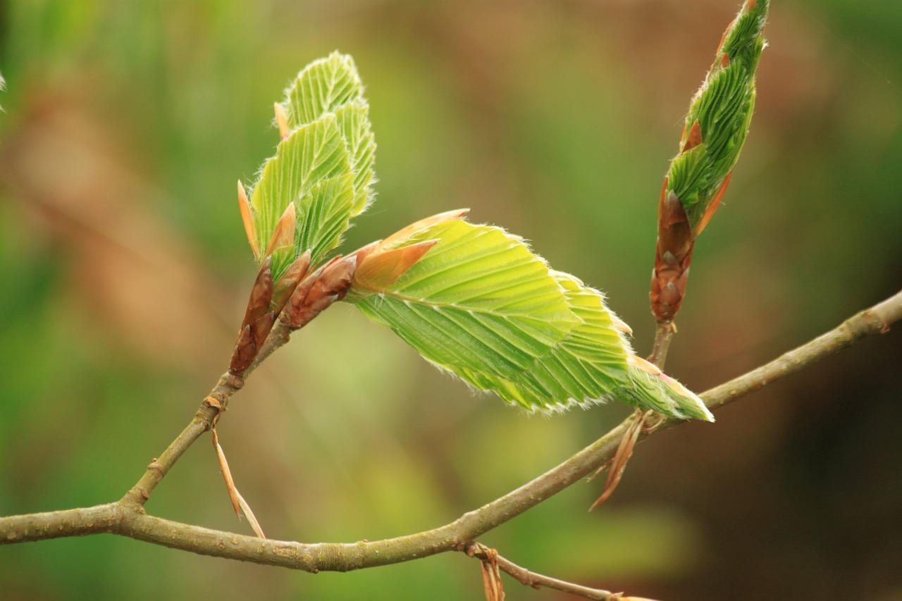 Beech (Fagus L.)