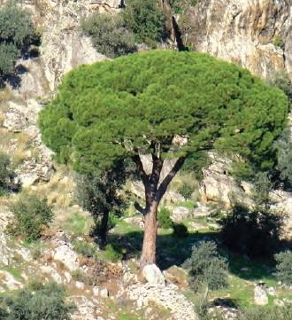 Pine Nut Tree