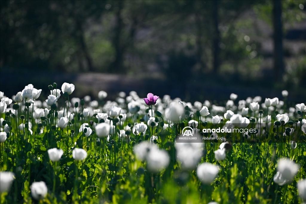 Arctic Poppy (Papaver radicatum)