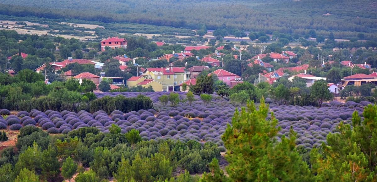 Isparta Lavender Gardens