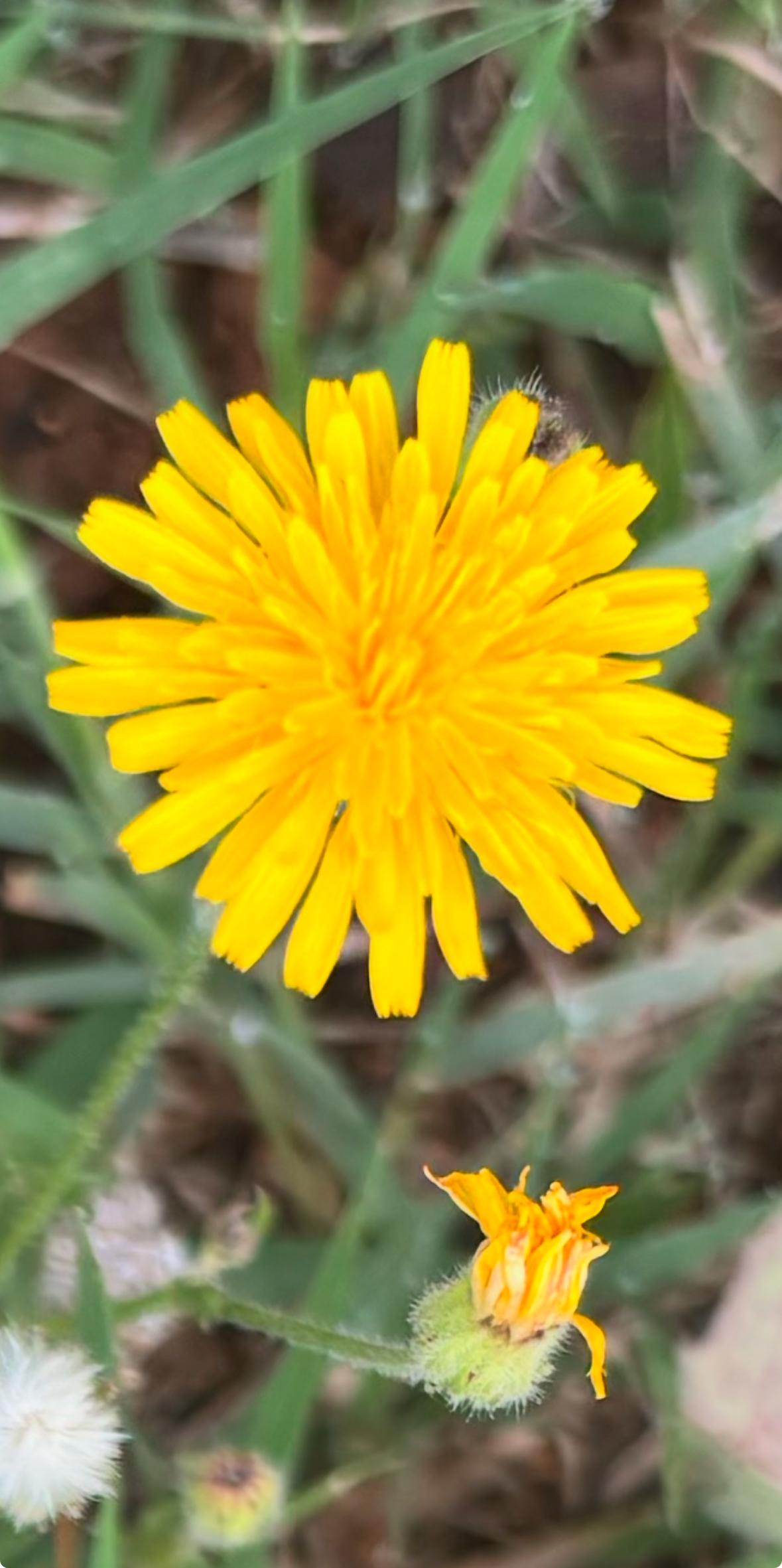 Dandelion (Scorzoneroides autumnalis)