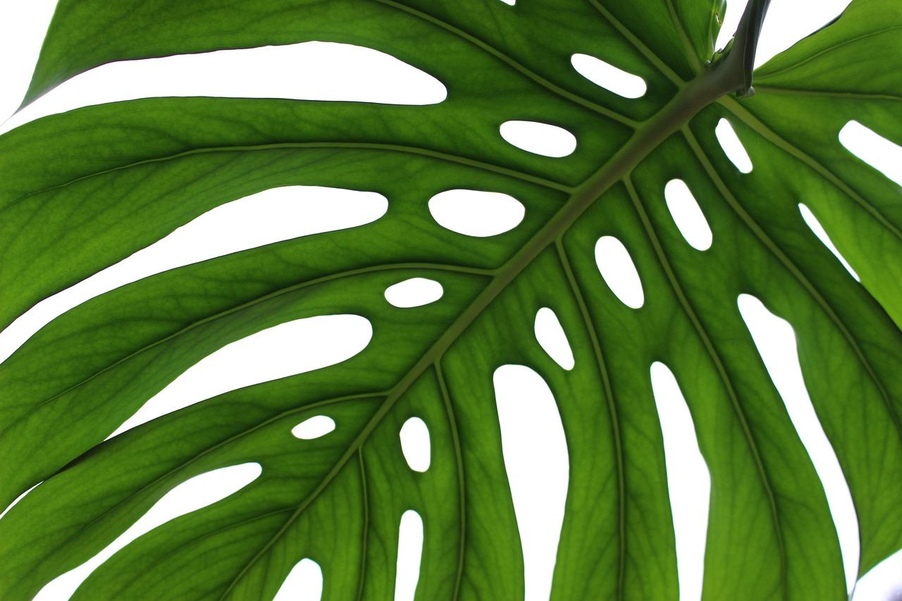 Why Do Monstera (Devil's Ivy) Leaves Have Holes?
