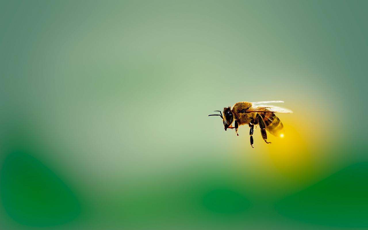 Bee (Apis spp.)