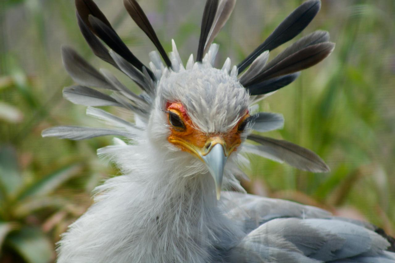 Sekreter Kuşu (Sagittarius Serpentarius)