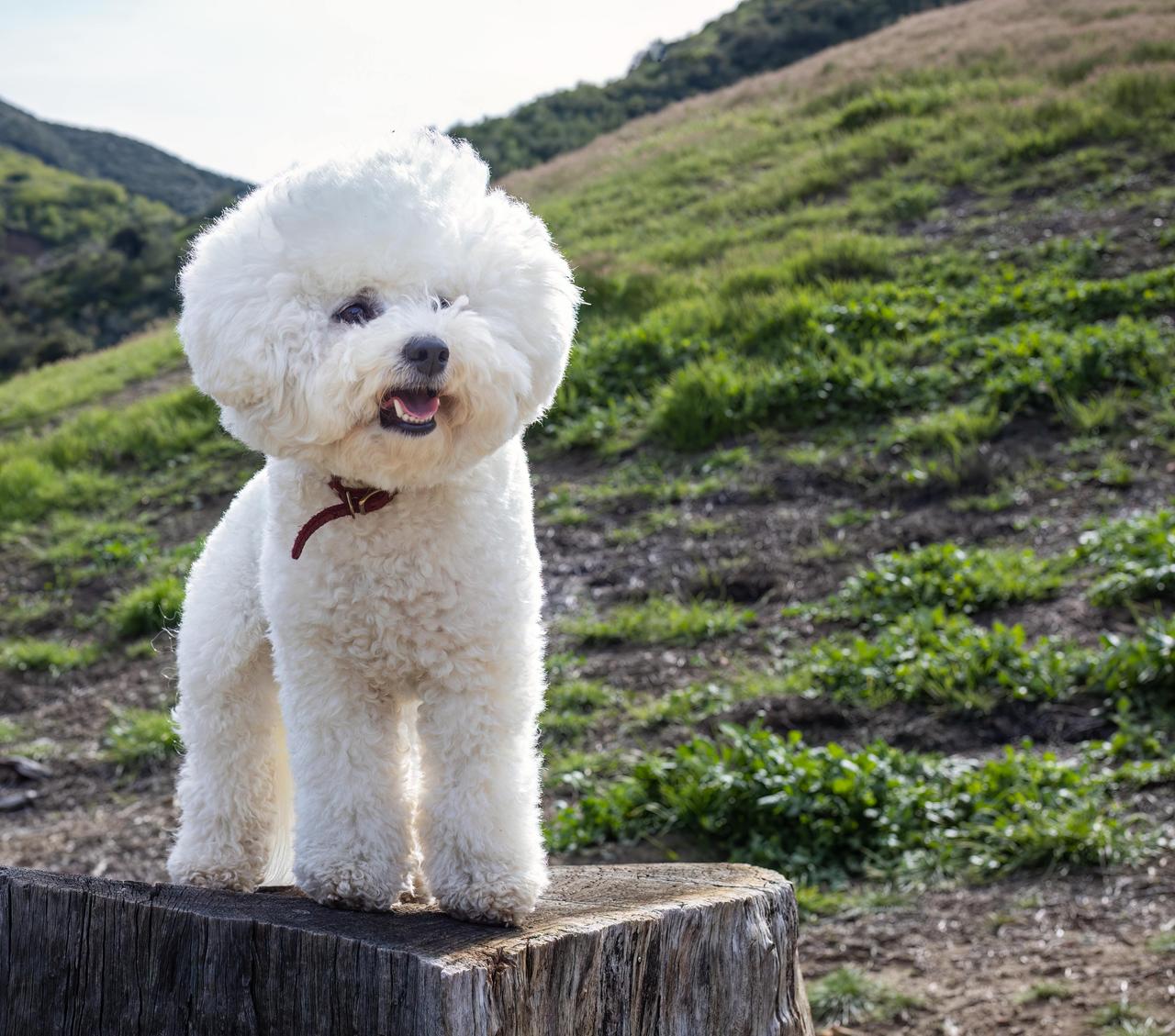 Bichon Çuha Dog (Bichon Frise)
