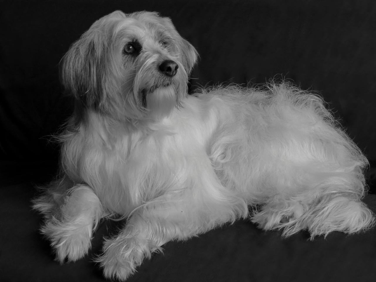 Havanese Dog