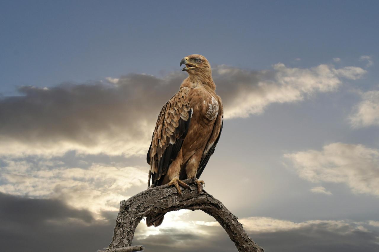 Long-legged Buzzard (Buteo rufinus)