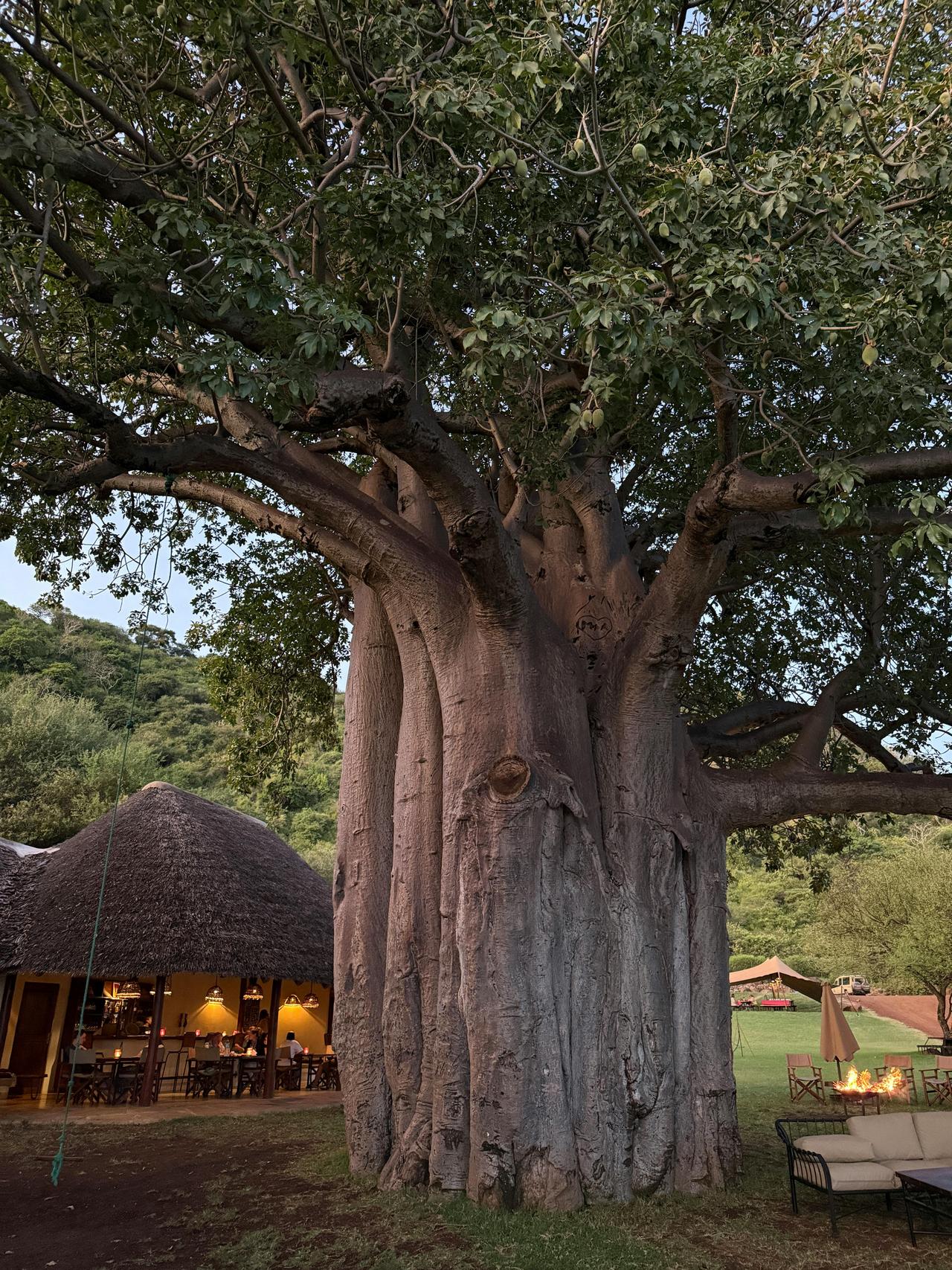 Baobab Ağacı (Adansonia digitata L.)