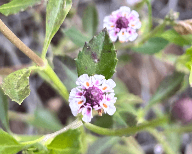 Suçileği (Phyla nodiflora (L.) Greene)