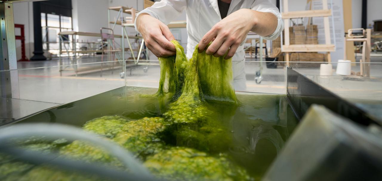 Bioplastics from Algae