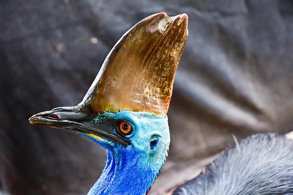Southern Cassowary (Casuarius casuarius)